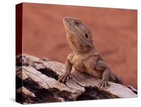 Central Bearded Dragon in Captivity, Alice Springs, Northern Territory, Australia, Pacific-James Hager-Stretched Canvas