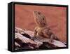 Central Bearded Dragon in Captivity, Alice Springs, Northern Territory, Australia, Pacific-James Hager-Framed Stretched Canvas