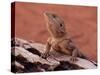 Central Bearded Dragon in Captivity, Alice Springs, Northern Territory, Australia, Pacific-James Hager-Stretched Canvas