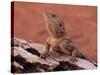 Central Bearded Dragon in Captivity, Alice Springs, Northern Territory, Australia, Pacific-James Hager-Stretched Canvas