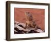 Central Bearded Dragon in Captivity, Alice Springs, Northern Territory, Australia, Pacific-James Hager-Framed Photographic Print