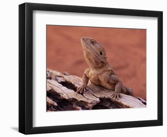 Central Bearded Dragon in Captivity, Alice Springs, Northern Territory, Australia, Pacific-James Hager-Framed Photographic Print