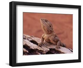 Central Bearded Dragon in Captivity, Alice Springs, Northern Territory, Australia, Pacific-James Hager-Framed Photographic Print