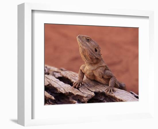 Central Bearded Dragon in Captivity, Alice Springs, Northern Territory, Australia, Pacific-James Hager-Framed Photographic Print