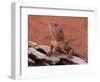 Central Bearded Dragon in Captivity, Alice Springs, Northern Territory, Australia, Pacific-James Hager-Framed Photographic Print