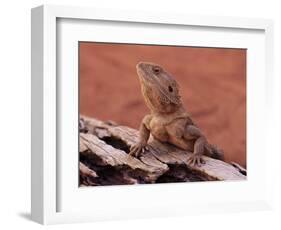 Central Bearded Dragon in Captivity, Alice Springs, Northern Territory, Australia, Pacific-James Hager-Framed Photographic Print