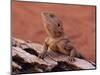 Central Bearded Dragon in Captivity, Alice Springs, Northern Territory, Australia, Pacific-James Hager-Mounted Photographic Print