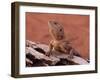 Central Bearded Dragon in Captivity, Alice Springs, Northern Territory, Australia, Pacific-James Hager-Framed Photographic Print