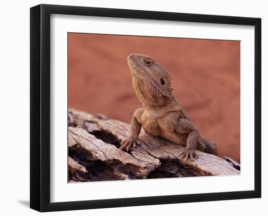 Central Bearded Dragon in Captivity, Alice Springs, Northern Territory, Australia, Pacific-James Hager-Framed Photographic Print