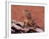 Central Bearded Dragon in Captivity, Alice Springs, Northern Territory, Australia, Pacific-James Hager-Framed Photographic Print