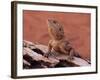 Central Bearded Dragon in Captivity, Alice Springs, Northern Territory, Australia, Pacific-James Hager-Framed Photographic Print