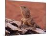 Central Bearded Dragon in Captivity, Alice Springs, Northern Territory, Australia, Pacific-James Hager-Mounted Photographic Print