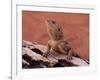 Central Bearded Dragon in Captivity, Alice Springs, Northern Territory, Australia, Pacific-James Hager-Framed Photographic Print