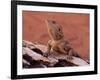 Central Bearded Dragon in Captivity, Alice Springs, Northern Territory, Australia, Pacific-James Hager-Framed Photographic Print