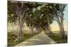 Central Highway, Havana-null-Mounted Premium Giclee Print