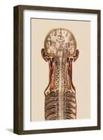 Central Nervous System Anatomy-Mehau Kulyk-Framed Photographic Print