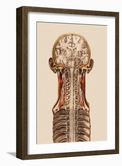 Central Nervous System Anatomy-Mehau Kulyk-Framed Photographic Print