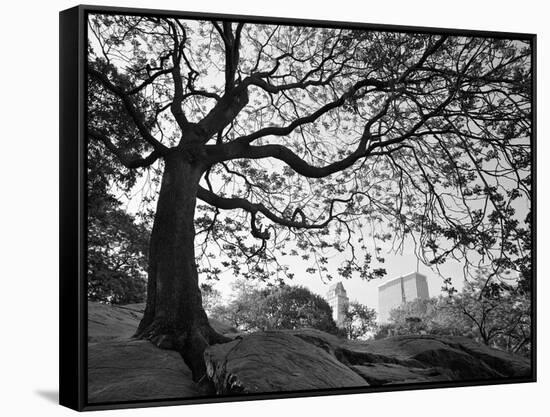 Central Park #1, New York, New York 05-Monte Nagler-Framed Stretched Canvas