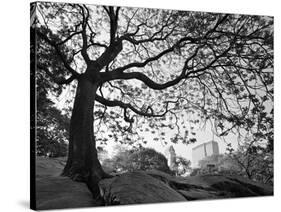 Central Park #1, New York, New York 05-Monte Nagler-Stretched Canvas