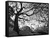 Central Park #1, New York, New York 05-Monte Nagler-Framed Stretched Canvas