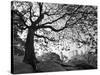 Central Park #1, New York, New York 05-Monte Nagler-Stretched Canvas