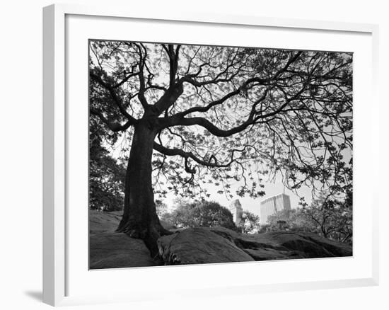 Central Park #1, New York, New York 05-Monte Nagler-Framed Photographic Print