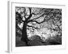 Central Park #1, New York, New York 05-Monte Nagler-Framed Photographic Print