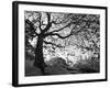 Central Park #1, New York, New York 05-Monte Nagler-Framed Photographic Print