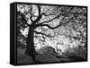 Central Park #1, New York, New York 05-Monte Nagler-Framed Stretched Canvas