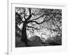 Central Park #1, New York, New York 05-Monte Nagler-Framed Photographic Print