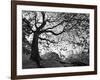 Central Park #1, New York, New York 05-Monte Nagler-Framed Photographic Print