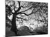 Central Park #1, New York, New York 05-Monte Nagler-Mounted Photographic Print