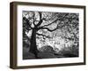 Central Park #1, New York, New York 05-Monte Nagler-Framed Photographic Print