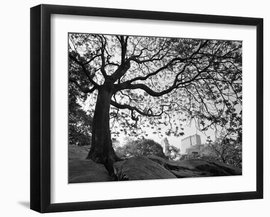 Central Park #1, New York, New York 05-Monte Nagler-Framed Photographic Print