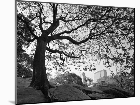 Central Park #1, New York, New York 05-Monte Nagler-Mounted Photographic Print