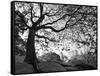 Central Park #1, New York, New York 05-Monte Nagler-Framed Stretched Canvas