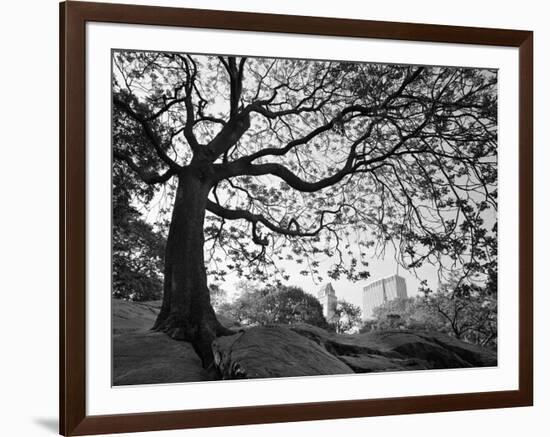 Central Park #1, New York, New York 05-Monte Nagler-Framed Photographic Print