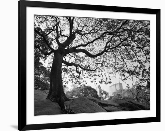 Central Park #1, New York, New York 05-Monte Nagler-Framed Photographic Print