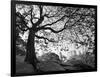 Central Park #1, New York, New York 05-Monte Nagler-Framed Photographic Print