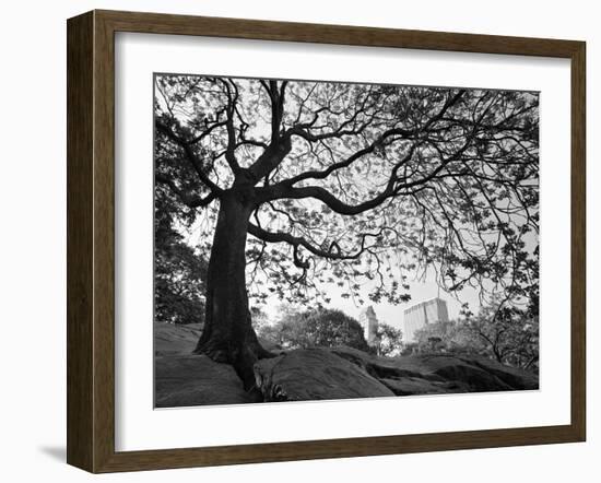 Central Park #1, New York, New York 05-Monte Nagler-Framed Premium Photographic Print