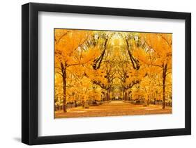 Central Park Autumn in Midtown Manhattan New York City-Songquan Deng-Framed Photographic Print