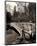Central Park Bridges II-Christopher Bliss-Mounted Giclee Print