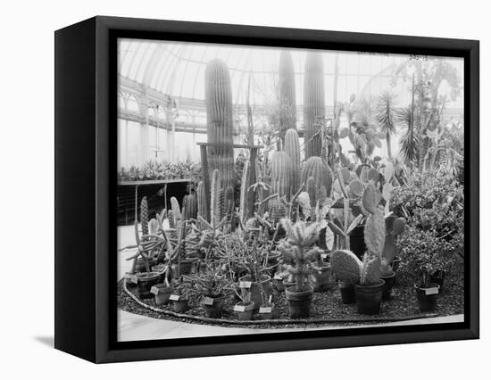 Central Park Cactus Show-null-Framed Stretched Canvas