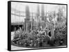 Central Park Cactus Show-null-Framed Stretched Canvas