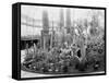 Central Park Cactus Show-null-Framed Stretched Canvas