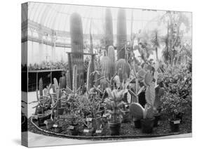 Central Park Cactus Show-null-Stretched Canvas