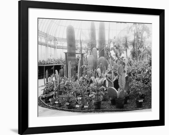 Central Park Cactus Show-null-Framed Photo