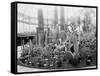 Central Park Cactus Show-null-Framed Stretched Canvas