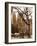 Central Park Carriage-Igor Maloratsky-Framed Art Print