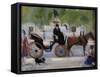 Central Park Carriage-George B. Luks-Framed Stretched Canvas